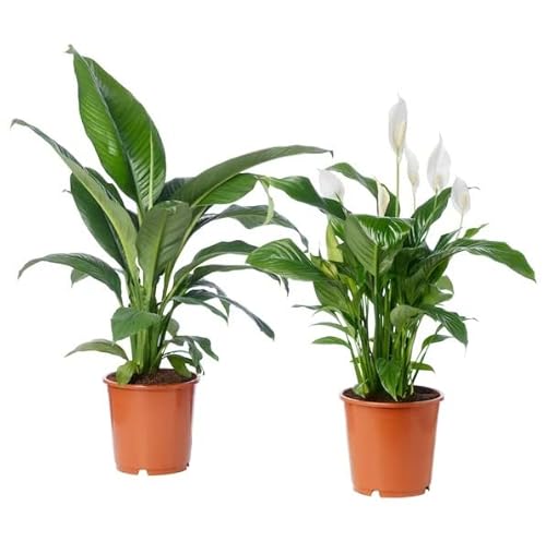 Spathiphyllum | Pack 2 Plantas | Lirios de la Paz | Flores Naturales | Plantas de Interior