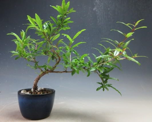 Amazon.co.jp: 姫ザクロの鉢植えミニ盆栽（10004229）【現品】 : DIY