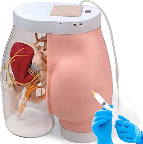 Simulador de entrenamiento de glúteos modelo mitad transparente para práctica médica