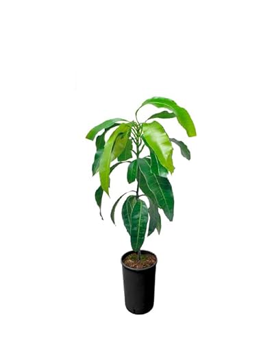 DECOALIVE Planta de Mango Árbol Frutal Natural para Jardín Mangifera Indica