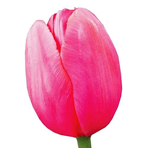 球根 50 チューリップの人気商品 通販 価格比較 価格 Com 球根 50 チューリップの人気商品 通販 価格比較 価格 Com