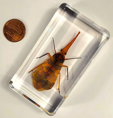 Image of 2.9 inch Real Lanternfly Cicada in Crystal Clear Lucite Resin Paperweight Specimen Preserved Pyrops Candelaria Insect Taxidermy Crafts Collection for Biology Science Education & Desk Display Supplies