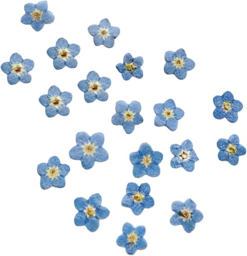 10 hojas prensadas de flores secas para manualidades miniatura 6