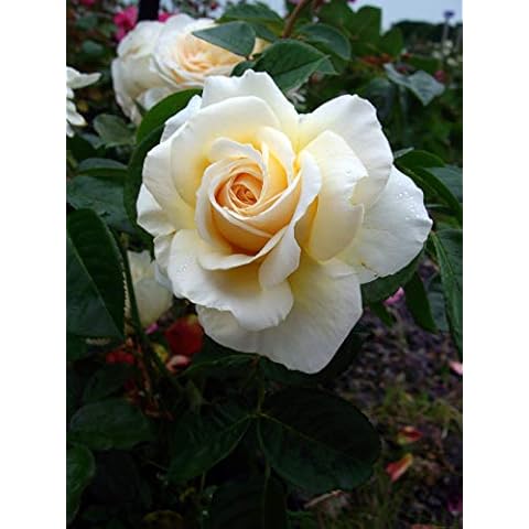 Rose Peace- A Wonderful Plant & Flower Gift to Send As A Living Memorial Gift Cover