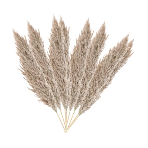 Ramo de flores secas natural decorativo 15 piezas miniatura 5