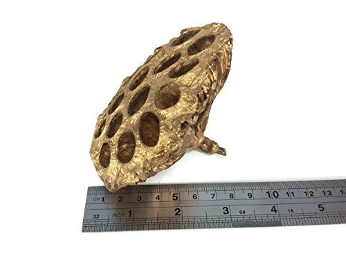 Flor seca de loto dorada artesanal para decoración miniatura 4