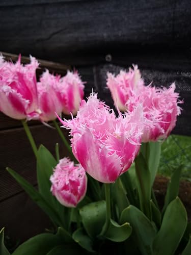 Generisch 10 Tulpen Zwiebeln Huis Ten Bosch Blumenzwiebeln Garten Frühling Blumen Tulpia – Bild 4