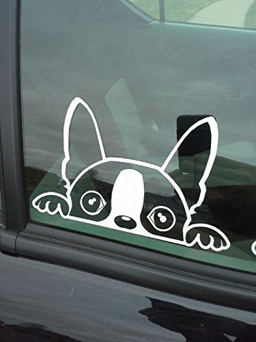 Customwallsdesign The Dex G (Boston Terrier) Window Decal by customwallsdesign