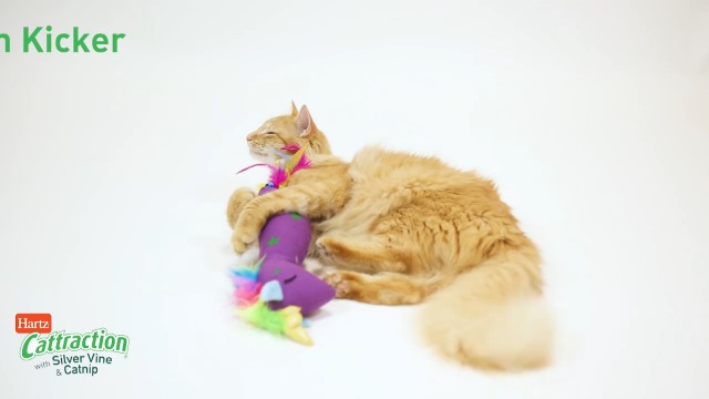 Amazon.com : Cattraction with Silver Vine & Catnip Gator Scratch