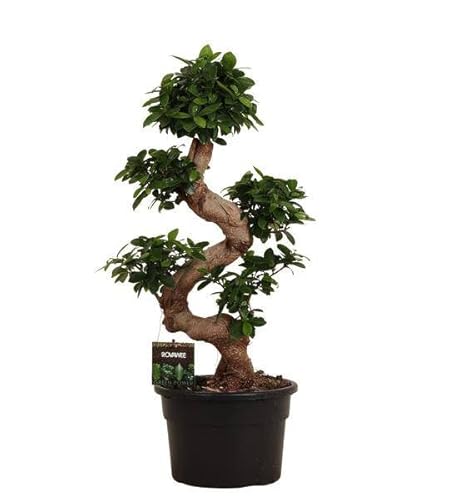 Ficus Microcarpa - Higo chino (80 cm, diámetro de 23 cm)