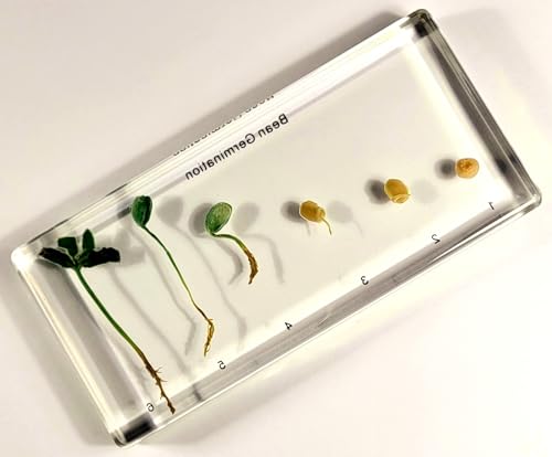 Image of Bean Germination in 6.3 inch Crystal Clear Lucite Resin Paperweight Block Botanist Herb Crafts Collection for Botany Science Education & Desk Ornament Display Decor Specimen