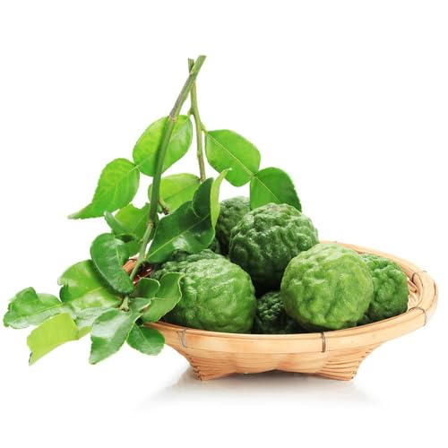 Semillas de lima kaffir - balcón resistentes columnares semillas jardín interior exóticas decoración 35pcs