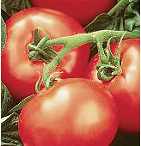 Heatwave II Tomato Seeds (20+ Seeds) | Non GMO | Vegetable Fruit Herb Flower Seeds for Planting | Home Garden Greenhouse Pack