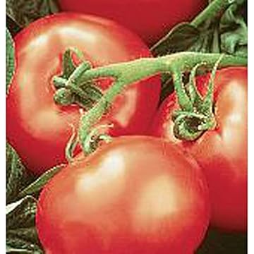 best heat tolerant tomatoes