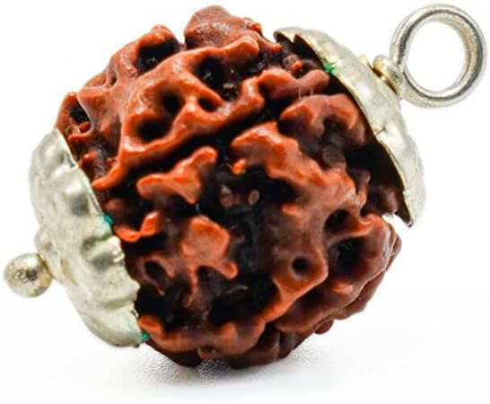 3 Mukhi Rudraksha तीन मुखी रूद्राक्ष Three Faced Rudraksh Pendant...