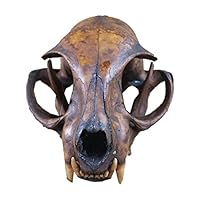 動物　頭骨 標本 Amazon.co.jp: 動物の頭蓋骨モデル-ハトの骨格標本-剥製用品用