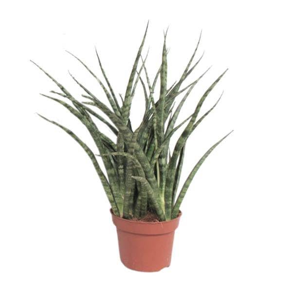 Bogenhanf Sansevieria Fernwood Punk Zimmerpflanze Ø12 cm 35 cm