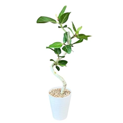 観葉植物 ★数 量限定★らせん樹形 幹太 フィカス ベンガレンシス5号 セラアートホワイト鉢 お任せ樹形 観葉植物 ★数 量限定★らせん樹形 幹太 フィカス ベンガレンシス5号 セラアートホワイト鉢 お任せ樹形