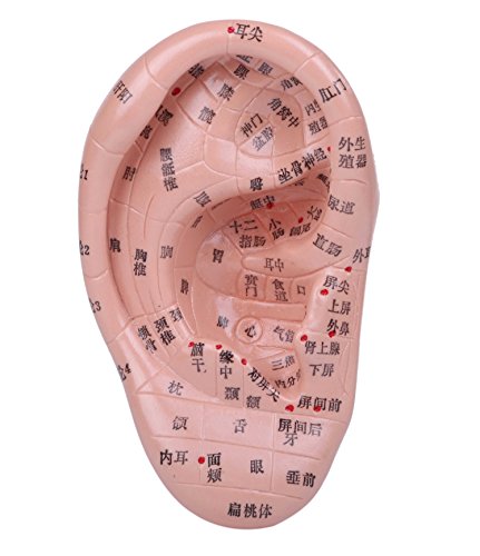 耳　医療用模型 耳 模型 耳構造 耳模型 人体模型 耳モデル 耳 モデル 内部 説明