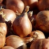 DUTCH BULBS EXCLUSIVE PLANTS FROM HOLLAND