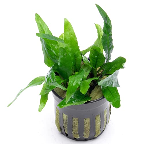 SubstrateSource Java Fern Live Aquarium Plants - Potted Freshwater Plant for Fish Tanks - Beginner Friendly, Low Light (Narrow Mini, 1 Pot)