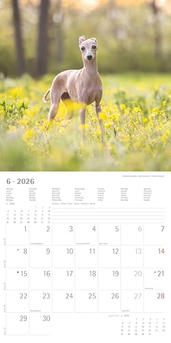 Alpha Edition - Welpen Kalender 2026 – Wandkalender 30x30 cm (30x60 cm geöffnet) – Für Hundeliebhaber – 12 süße Hundefotografien, viel Platz für Notizen, mit Feiertagen & Ferienterminen: Puppies