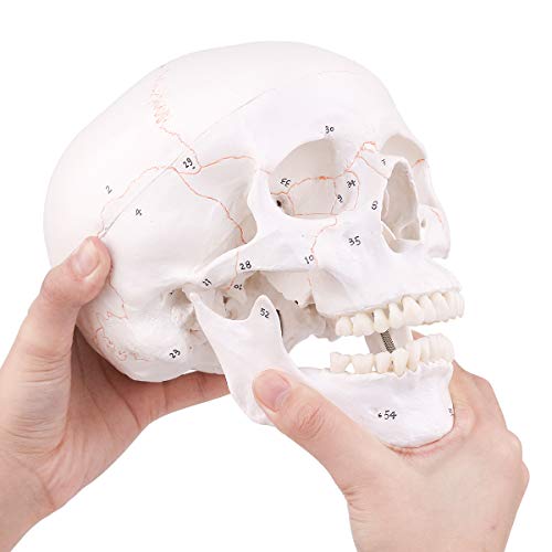 Image of LYOU Human Skull Model, Numbered Skull Anatomy Model for Medical Professionals, Students & Teachers