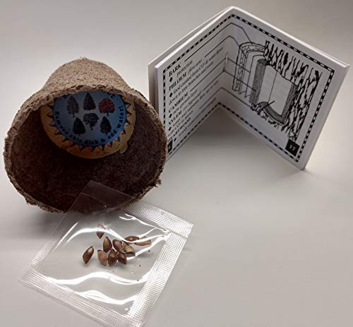 Tree In A Box - Blue Spruce #TOP2