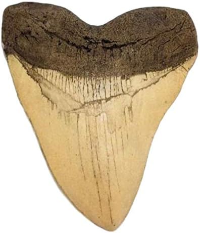 DINOSAURS ROCK Megalodon and Tyrannosaurus Rex - T-Rex Tooth Replicas Plus Genuine Spinosaurus Dinosaur Tooth!