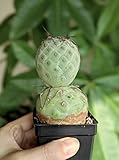 Tephrocactus Geometricus (2 Ball)