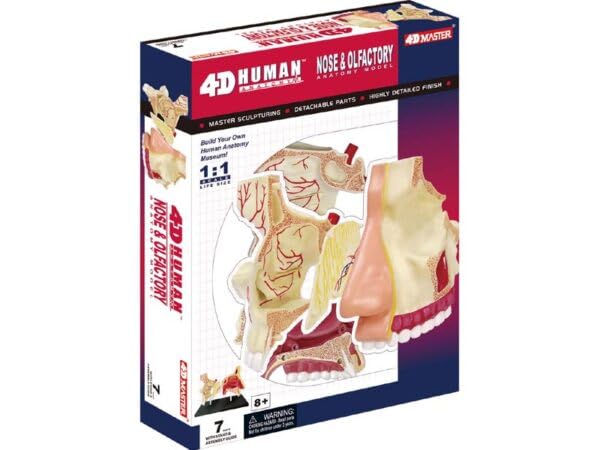 4D Masters Human Anatomy - Nose & Olfactory