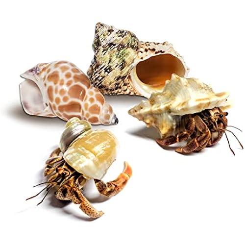 2 Live Hermit Crabs (Land Crabs) Healthy and Active, 2 Premium Extra Shells