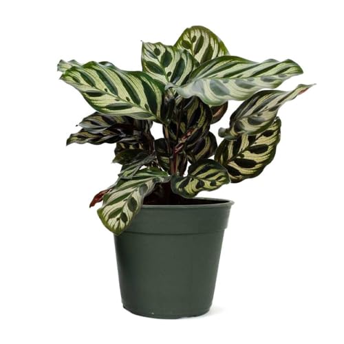American Plant Exchange Live Calathea Makoyana – 4-Inch Pot –