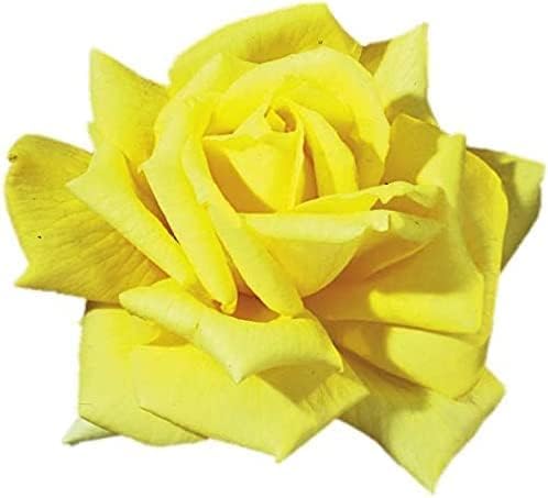 Amazon.co.jp: バラ苗 四季咲大輪 サンブレスト 1株 / 国華園 24年秋