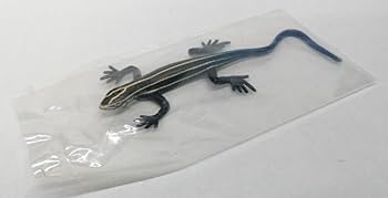 Amazon.co.jp: ニホントカゲ 幼体 原色爬虫類トカゲ図鑑 原色