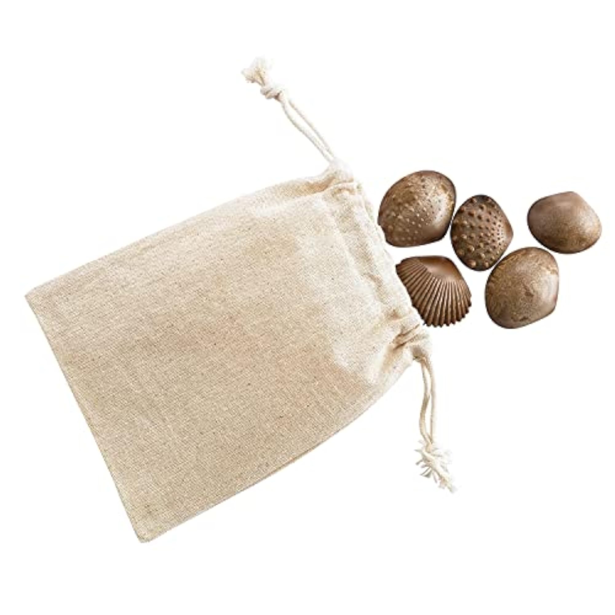 EDX Education ECO Friendly Tactile Sea Shells