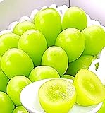 【極甘 極うす皮】山梨県産 シャインマスカット 約1.1kg 糖度20度前後 笛吹市の匠農園の【朝採り保証】贈答用 農園化粧箱 ぶどう 【青柳農園 クロネコ】