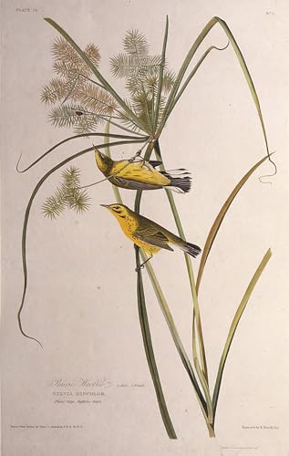 Oiseaux d'Amérique paruline des prairies affiche toile John Audubon décoration murale 60x90cm