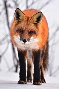 Mind Blowing Curious Fox Journal : 150 Page Lined Journal