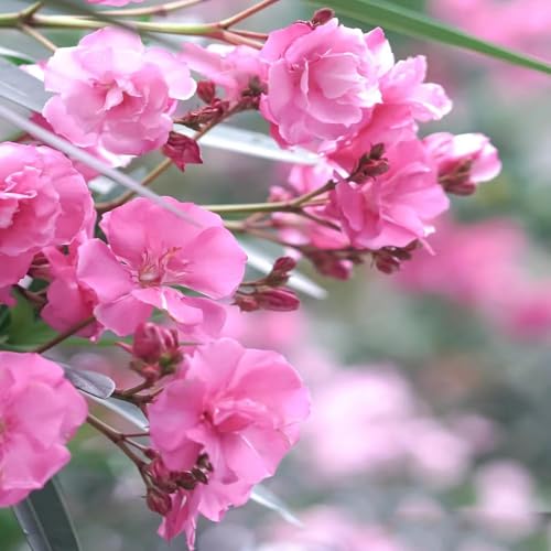 Oleander Seltene - zierbaum winterhart stauden blumensaat blumensamen Oleander garden baumsamen draußen 30samen