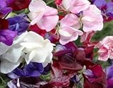 Flower Sweet Pea Old Spice Mix D1324A (Multi Color) 50 Heirloom Seeds by David's Garden Seeds