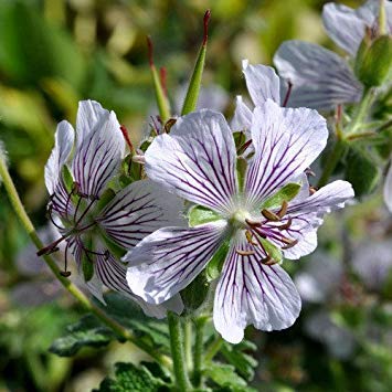 - Semi Geranium Renardii
