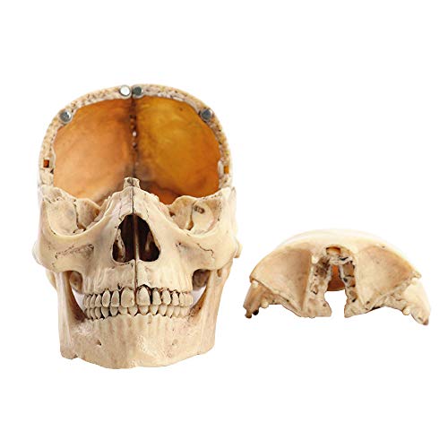 YUANZHOU Medical Split 15 Parti 1: 2 Colore del