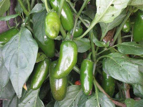 Miniatura 2 de 120 semillas orgánicas de pimienta de jalapeño temprano de la reliquia no transgénica vegetal de jardín a granel supervivencia