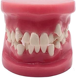 歯列矯正歯モデル-シミュレーション口腔歯タイポドン歯モデル-歯のケア教育研究デモンストレーションモデル-ラボ教育研究研究ツール用