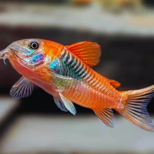 Orange Venezuelan Cory (Pack of 4 Fish) - Aquarium Exotic Freshwater Live Fish