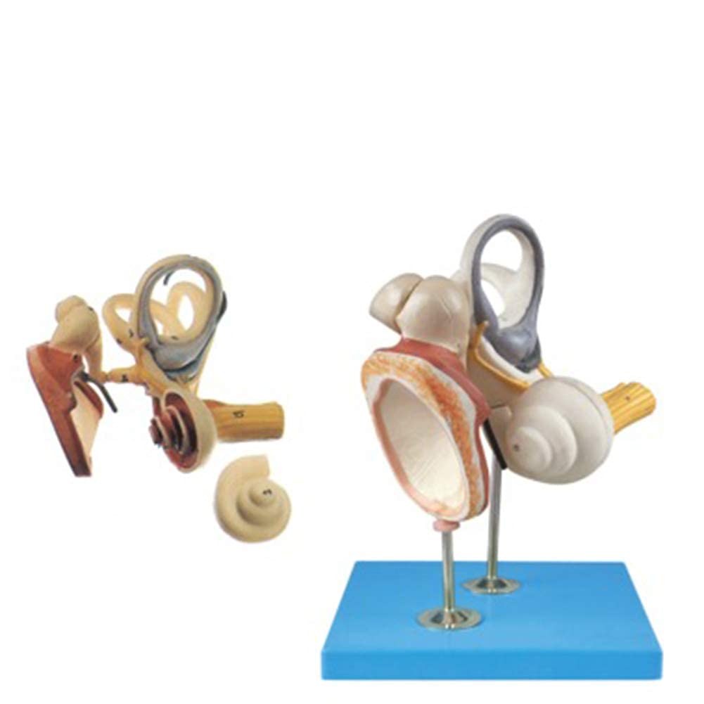 Model anatomiczny powiększony model ucha wewnętrznego, kości kostnej i błony bębenkowej, używany do nauczania medycznego, pełny, do anatomii, model szkieletu artystycznego