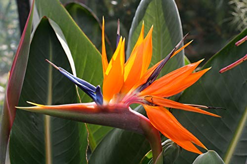 3 Semillas Esterlicia (Strelitzia Reginae, Ave del Paraiso)(S)