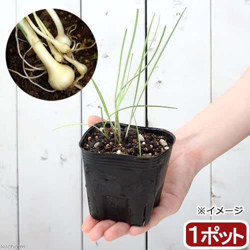 Amazon.co.jp: （山野草）ノビル（野蒜） 球根入り 3号（1ポット