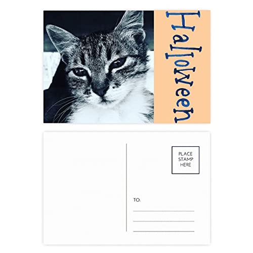 Cartes postales d'Halloween chat gris par lot de 20 pièces